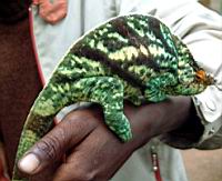 ����� ����� ���